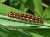 Rietvink - Euthrix potatoria  Rietvink - Euthrix potatoria [#Beginning of Shooting Data Section] Nikon D100   Focal Length: 250mm  Optimize Image:   Color Mode: Mode III (sRGB)  Long Exposure NR: Off  2007\06\07 12:56:52.2  Exposure Mode: Aperture Priority  White Balance: Auto  Tone Comp.: Normal  RAW (12-bit)  Metering Mode: Spot  AF Mode: Manual  Hue Adjustment: 0°  Image Size: Large (3008 x 2000)  1\160 sec - F\9  Flash Sync Mode: Not Attached  Saturation:   Exposure Comp.: 0 EV  Sharpening: Normal  Lens: 185mm F\3.5 D  Sensitivity: ISO 500  Image Comment:                                       [#End of Shooting Data Section]