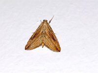 Evergestis forficalis