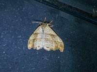 Falcaria lacertinaria