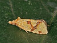 Fulvoclysia nerminae