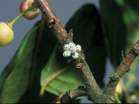 Gastropacha quercifolia, Lappet