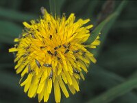 Glyphipterix simpliciella, Cocksfoot Moth