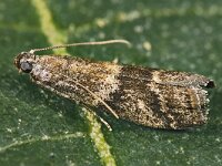 Glyptoteles leucacrinella