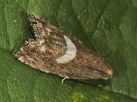 Grapholita discretana