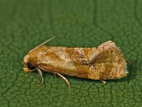 Gynnidomorpha permixtana