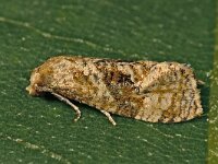 Gynnidomorpha vectisana