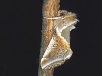 Habrosyne pyritoides, Buff Arches