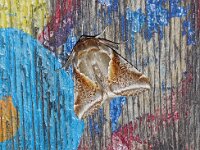 Habrosyne pyritoides 4, Vuursteenvlinder, Saxifraga-Foto Fitis-Adriaan Dijksen