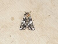 GEVLEKTE SILENE-UIL/HADENA CONFUSA. BESNA KOBILA.