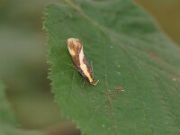 Harpella forficella 2, Bruine molmboorder, Saxifraga-Joep Steur