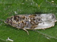 Hedya nubiferana 4, Gewone witvlakbladroller, Saxifraga-Ab H Baas