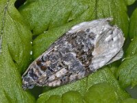 Hedya nubiferana 5, Gewone witvlakbladroller, Saxifraga-Ab H Baas