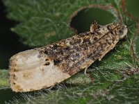 Hedya ochroleucana 2, Grote witvlakbladroller, Saxifraga-Ab H Baas