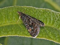 Heliothela wulfeniana