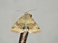 Heliothis adaucta