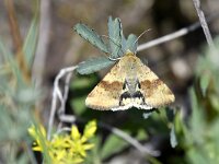 Heliothis viriplaca