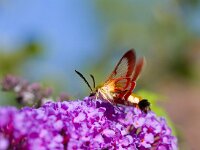 Glasvleugelpijlstaart  Glasvleugelpijlstaart in Les Trigots-Fr. : Hemaris fuciformis