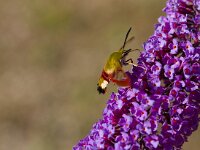 Glasvleugelpijlstaart  Glasvleugelpijlstaart in Les Trigots-Fr. : Hemaris fuciformis