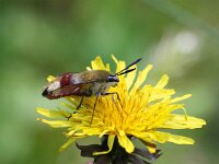 Hemaris fuciformis 30, Glasvleugelpijlstaart, Saxifraga-Bart Vastenhouw