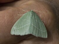 Hemistola chrysoprasaria, Small Emerald