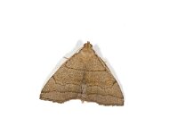 Herminia tarsicrinalis