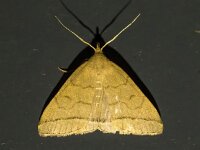 Herminia tarsipennalis