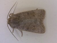 Hoplodrina blanda 3, Egale stofuil, Saxifraga-Peter Meininger