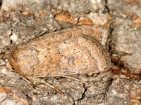 Hoplodrina superstes