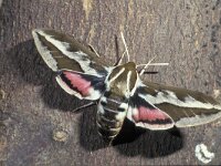 Hyles euphorbiae sp tithymali 1, Wolfsmelkpijlstaart, Saxifraga-Frits Bink