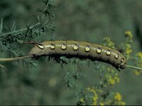 Hyles gallii, Bedstraw Hawk-Moth