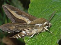 Hyles gallii 11, Walstropijlstaart, Saxifraga-Foto Fitis-Adriaan Dijksen