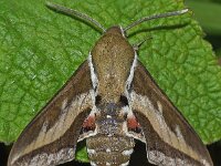 Hyles gallii 12, Walstropijlstaart, Saxifraga-Foto Fitis-Adriaan Dijksen