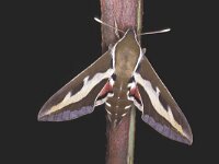 Hyles gallii 5, Walstropijlstaart, Saxifraga-Janus Verkerk