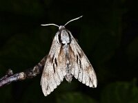 Hyloicus pinastri 5, Dennenpijlstaart, Saxifraga-Peter Gergely