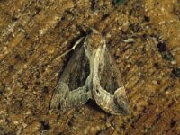 Hypena crassalis, Beautiful Snout