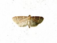 Hypsopygia galucinalis