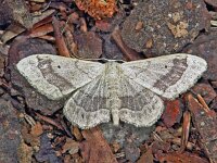 248_12A, Idaea aversata : Scopula floslactata, roomkleurige stipspanner