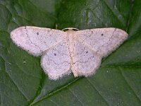 Idaea biselata 2, Schildstipspanner, Saxifraga-Peter Meininger
