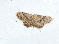 Idaea inquinata