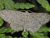 Idaea seriata, Small Dusty Wave