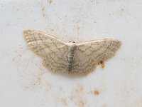 Idaea subsericeata