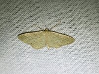 Idaea sylvestraria