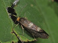 Incurvaria masculella