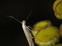 Isophrictis striatella