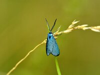 Jordanita globulariae