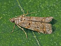 Khorassania compositella