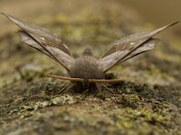 Laothoe populi 15, Populierenpijlstaart, Saxifraga-Jan Nijendijk