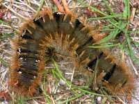 Lasiocampa quercus 157_20 : Lasiocampa quercus, hageheld, Oak Eggar, caterpillar