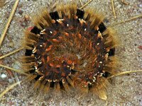 Lasiocampa quercus 157_24 : Lasiocampa quercus, hageheld, Oak Eggar, caterpillar