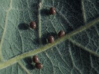 Lasiocampa quercus 4, Hageheld, Vlinderstichting-Nely Honig